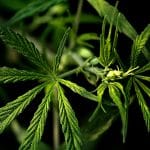 Hanf, Cannabis, Marihuana & Haschisch: Wo liegt der Unterschied?