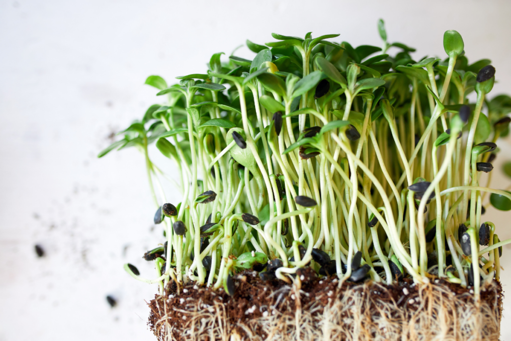 Microgreens Sprossen