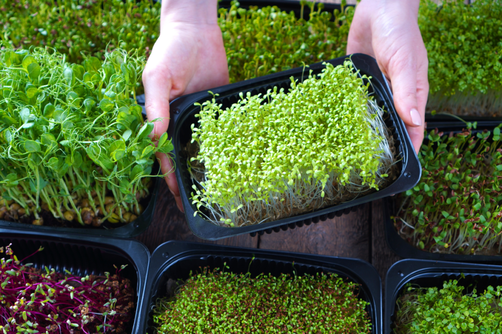 Microgreens Sprossen