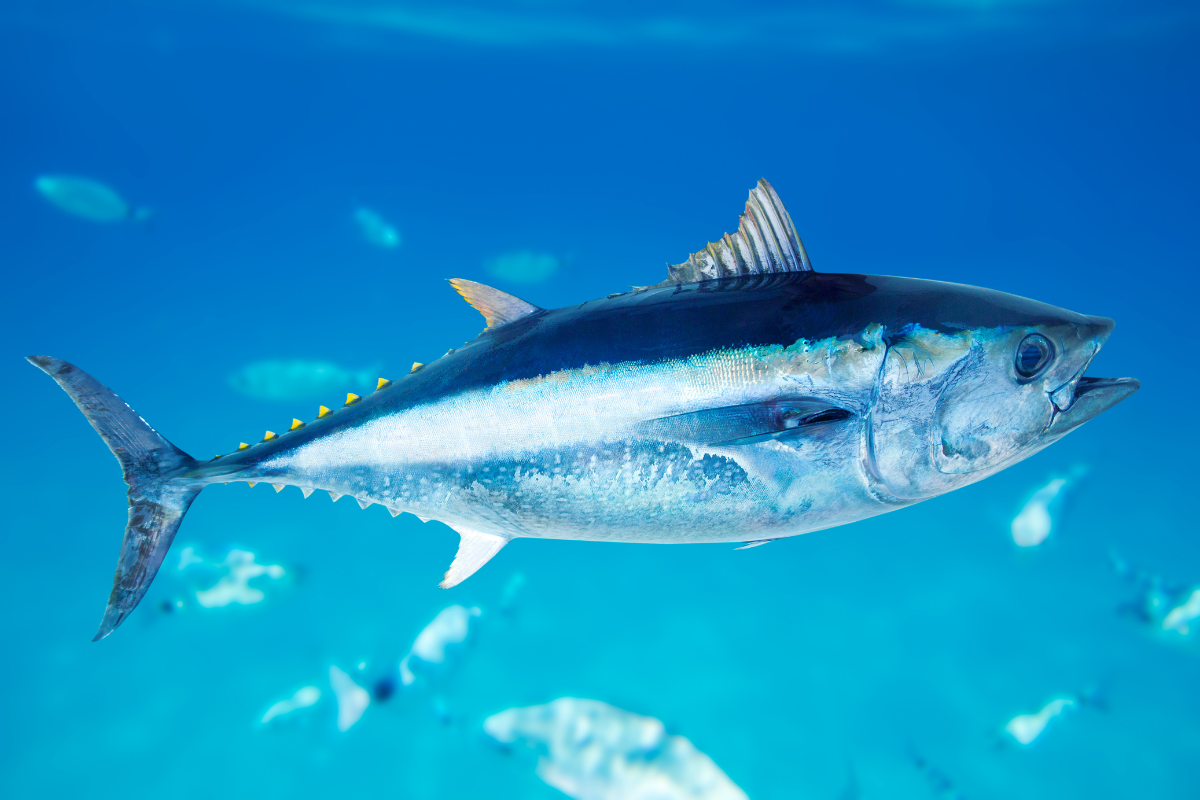 Thunfisch
