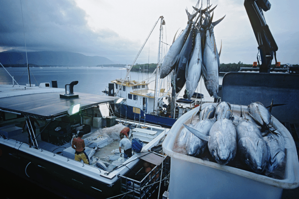 Thunfisch